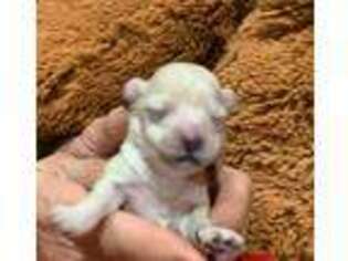 Mutt Puppy for sale in Nash, TX, USA