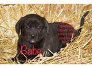 Labrador Retriever Puppy for sale in Traverse City, MI, USA