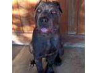 Cane Corso Puppy for sale in Butler, OH, USA