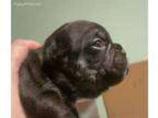 French Bulldog Puppy for sale in Auburn, IN, USA