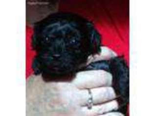 Poovanese Puppy for sale in Logansport, IN, USA