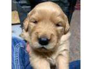 Golden Retriever Puppy for sale in Tyrone, PA, USA