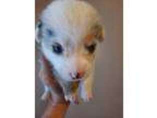 Pembroke Welsh Corgi Puppy for sale in Deaver, WY, USA