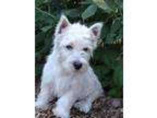 West Highland White Terrier Puppy for sale in Arroyo Grande, CA, USA