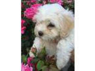 Cavachon Puppy for sale in Kerrville, TX, USA