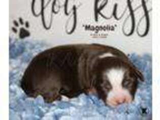 Miniature Australian Shepherd Puppy for sale in Nacogdoches, TX, USA