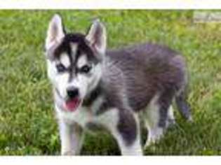 Siberian Husky Puppy for sale in Youngstown, OH, USA