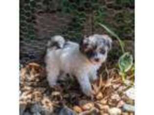 Mutt Puppy for sale in Des Moines, IA, USA