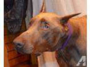 Doberman Pinscher Puppy for sale in MASON, OH, USA