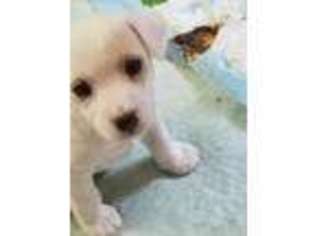 Mutt Puppy for sale in Merrimack, NH, USA