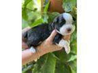 Miniature Australian Shepherd Puppy for sale in Blacksburg, VA, USA