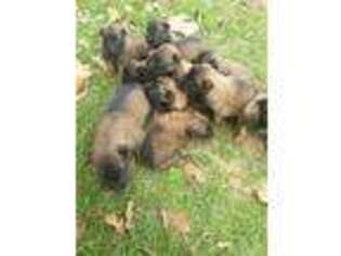 Belgian Malinois Puppy for sale in Pittsburg, TX, USA