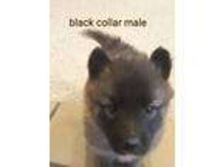 Belgian Tervuren Puppy for sale in Cumberland, WI, USA