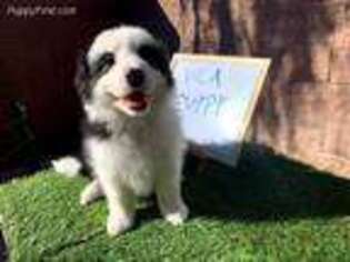 Border Collie Puppy for sale in Chino, CA, USA