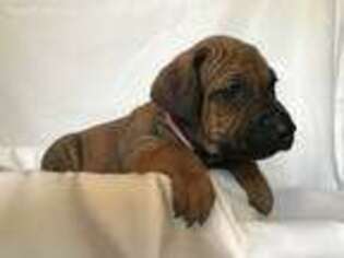 Rhodesian Ridgeback Puppy for sale in Tempe, AZ, USA