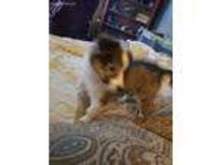 Shetland Sheepdog Puppy for sale in Bowling Green, IN, USA