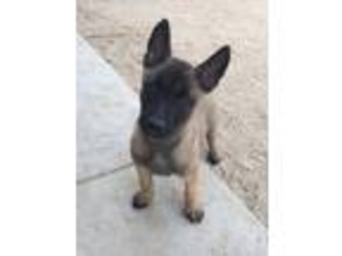 Belgian Malinois Puppy for sale in Cathedral City, CA, USA