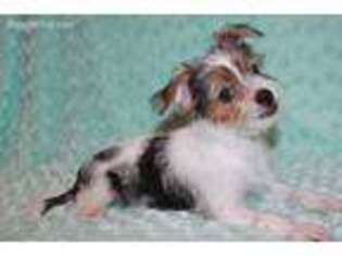 Chorkie Puppy for sale in Hawarden, IA, USA