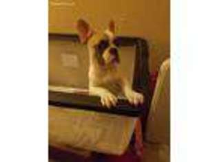French Bulldog Puppy for sale in La Marque, TX, USA