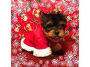 Yorkshire Terrier Puppy for sale in Grove, OK, USA