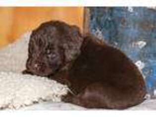 Newfoundland Puppy for sale in Rapid City, SD, USA