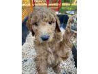 Goldendoodle Puppy for sale in Laguna Hills, CA, USA