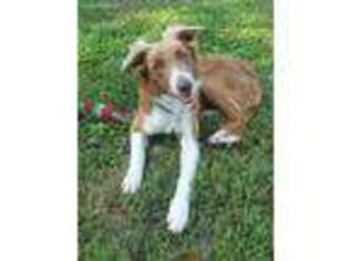 Border Collie Puppy for sale in Terre Haute, IN, USA