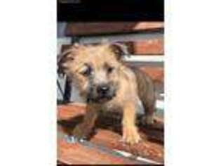 Cairn Terrier Puppy for sale in Halifax, VA, USA