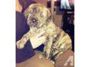 Cane Corso Puppy for sale in RENTON, WA, USA