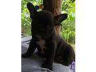 French Bulldog Puppy for sale in Booneville, AR, USA
