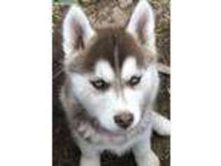 Siberian Husky Puppy for sale in Mannford, OK, USA
