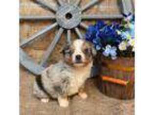 Miniature Australian Shepherd Puppy for sale in Kalama, WA, USA