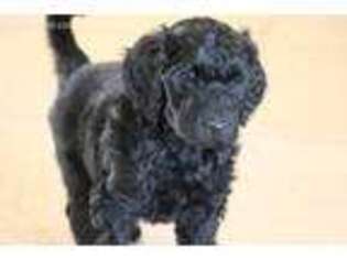 Labradoodle Puppy for sale in Tempe, AZ, USA