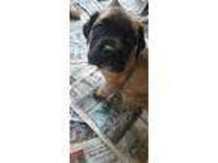 Mastiff Puppy for sale in Saint Peters, MO, USA