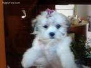 Shih-Poo Puppy for sale in Fox River Grove, IL, USA