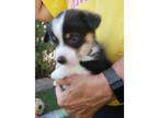 Pembroke Welsh Corgi Puppy for sale in Briggsdale, CO, USA