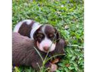 Dachshund Puppy for sale in Daytona Beach, FL, USA