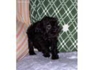 Affenpinscher Puppy for sale in Topeka, KS, USA