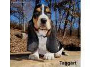 Basset Hound Puppy for sale in Ava, MO, USA