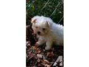 Maltese Puppy for sale in FORT GEORGE G MEADE, MD, USA