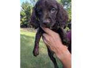Boykin Spaniel Puppy for sale in Wetumpka, AL, USA