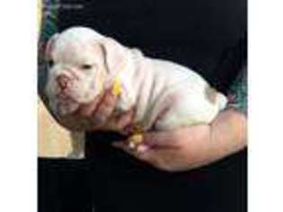 Bulldog Puppy for sale in San Jacinto, CA, USA