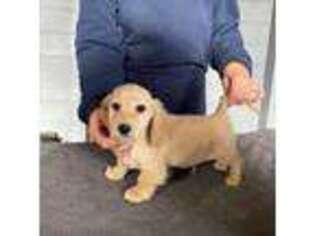 Dachshund Puppy for sale in Carpentersville, IL, USA