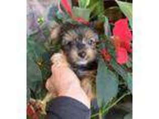 Yorkshire Terrier Puppy for sale in Falcon, CO, USA