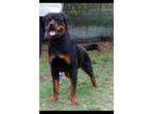 Rottweiler Puppy for sale in NEWBURGH, NY, USA