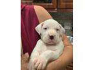 Dogo Argentino Puppy for sale in Hialeah, FL, USA