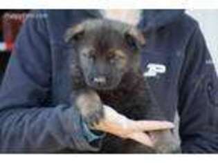 German Shepherd Dog Puppy for sale in Gosport, IN, USA