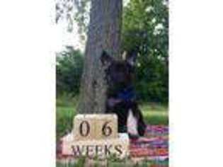 German Shepherd Dog Puppy for sale in Loogootee, IN, USA