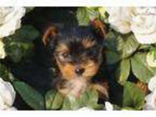 Yorkshire Terrier Puppy for sale in Decatur, AL, USA