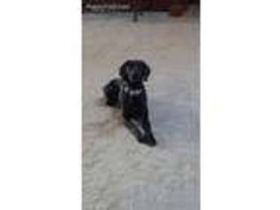 German Shorthaired Pointer Puppy for sale in Colby, KS, USA